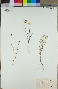 Eriophyllum ambiguum image