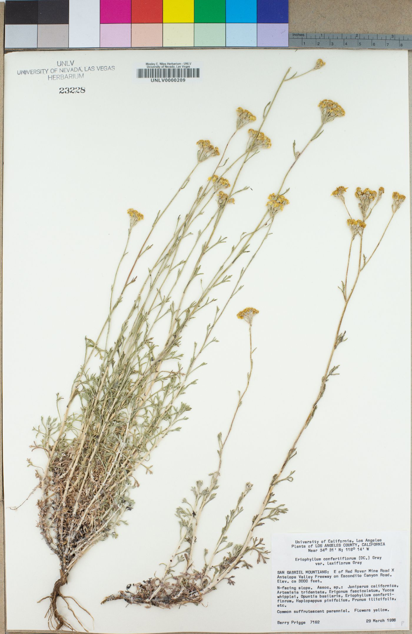 Eriophyllum confertiflorum var. laxiflorum image