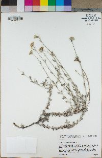 Eriophyllum confertiflorum image