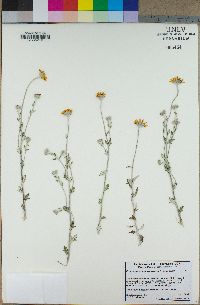 Eriophyllum lanatum var. croceum image