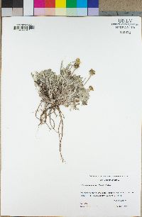 Eriophyllum lanatum image