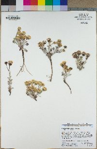 Eriophyllum lanatum image