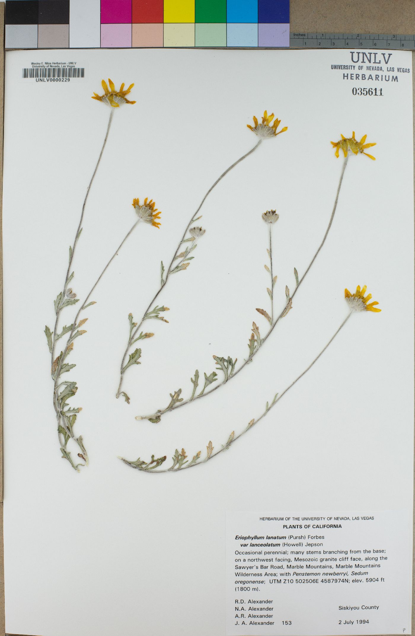 Eriophyllum lanatum var. lanceolatum image