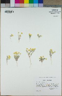 Eriophyllum wallacei image