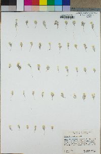 Eriophyllum wallacei image