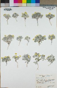 Eriophyllum wallacei image