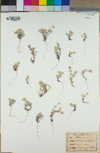 Eriophyllum wallacei image