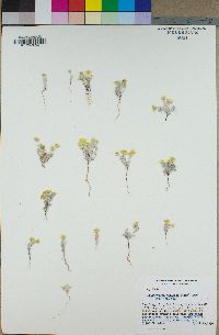 Eriophyllum wallacei image