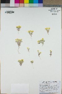 Eriophyllum wallacei image