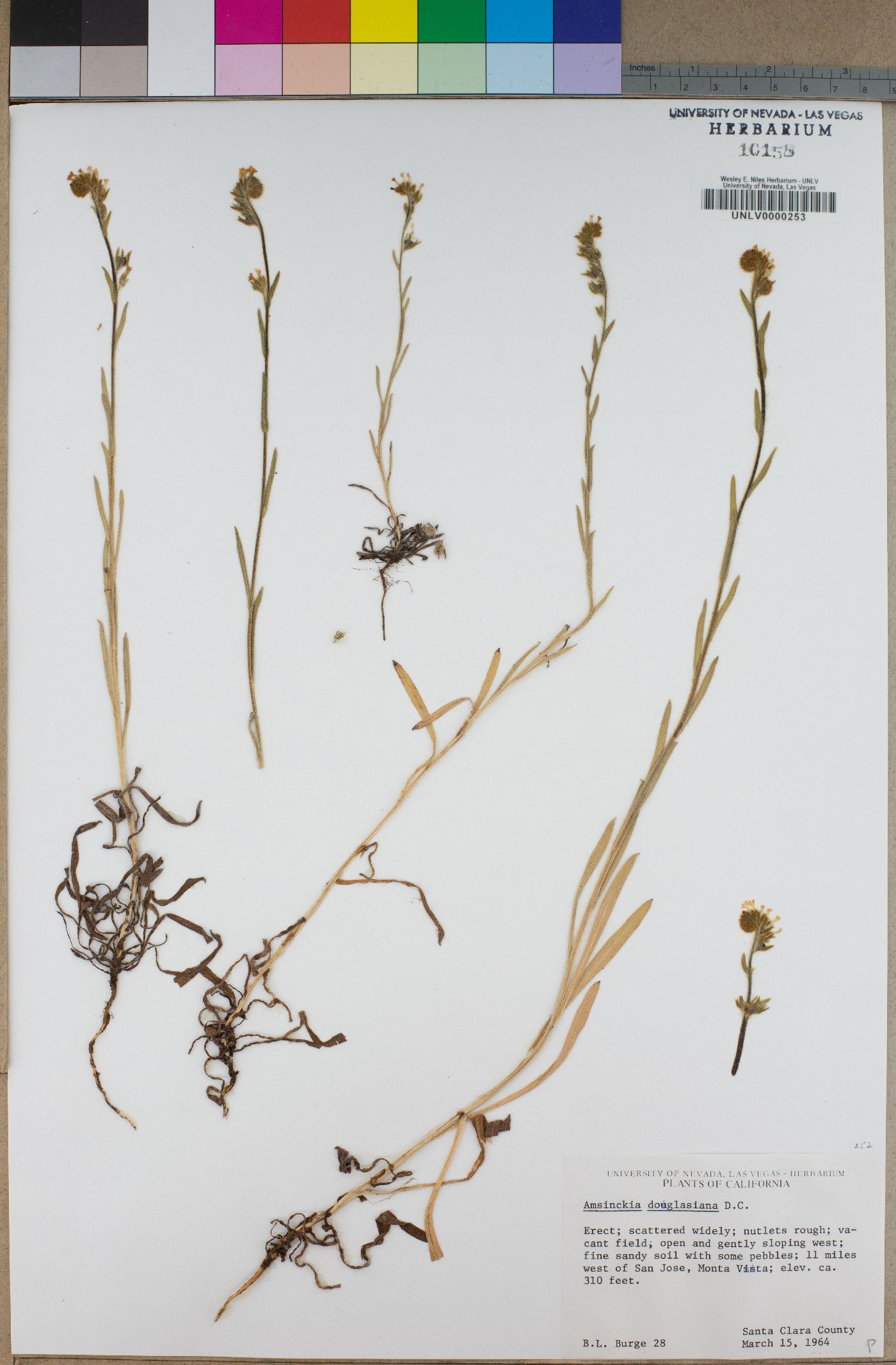 Amsinckia douglasiana image