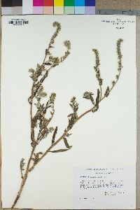 Amsinckia intermedia image