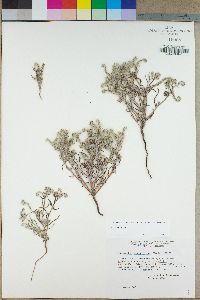 Johnstonella angustifolia image