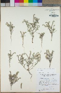 Johnstonella angustifolia image