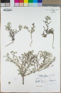 Johnstonella angustifolia image