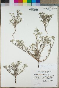 Johnstonella angustifolia image