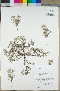 Johnstonella angustifolia image