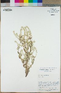 Cryptantha barbigera image