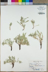 Oreocarya abortiva image