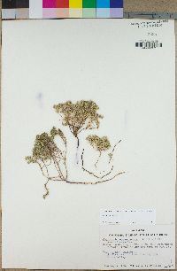 Greeneocharis circumscissa var. circumscissa image