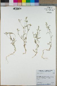 Cryptantha echinella image