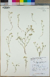 Cryptantha gracilis image