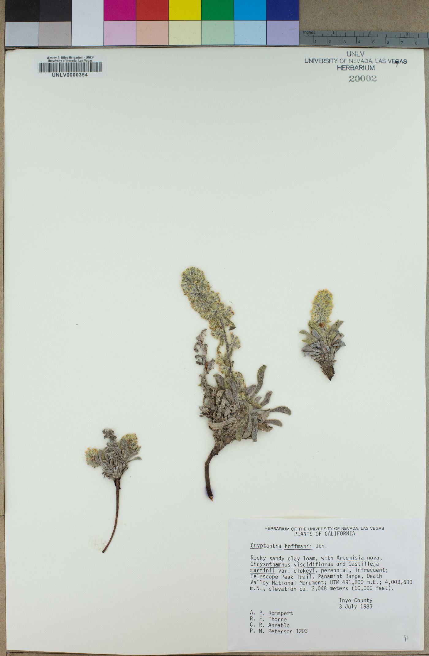 Cryptantha hoffmannii image