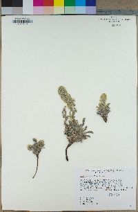 Cryptantha hoffmannii image