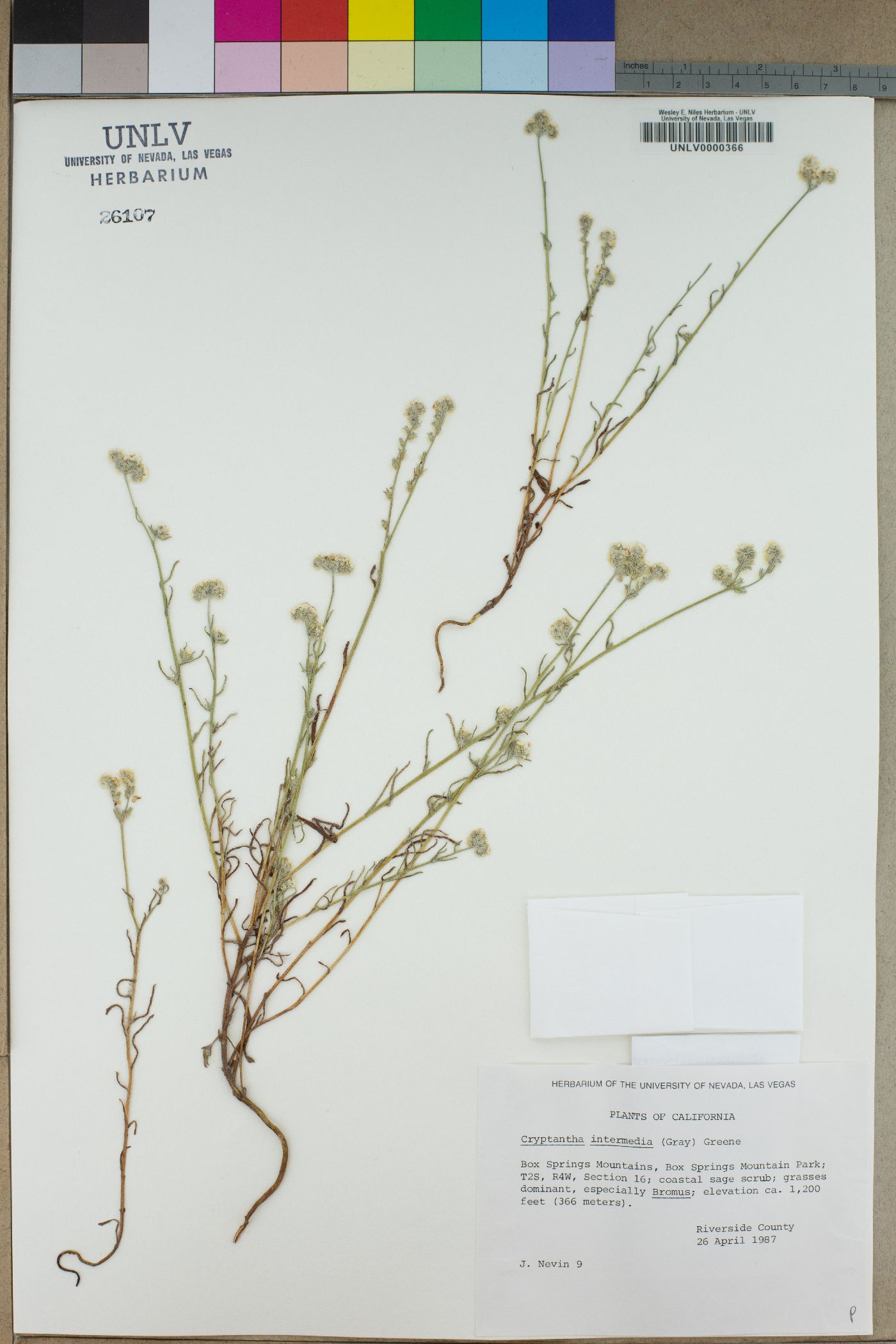 Cryptantha intermedia image