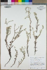 Cryptantha intermedia image