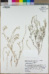 Cryptantha intermedia image