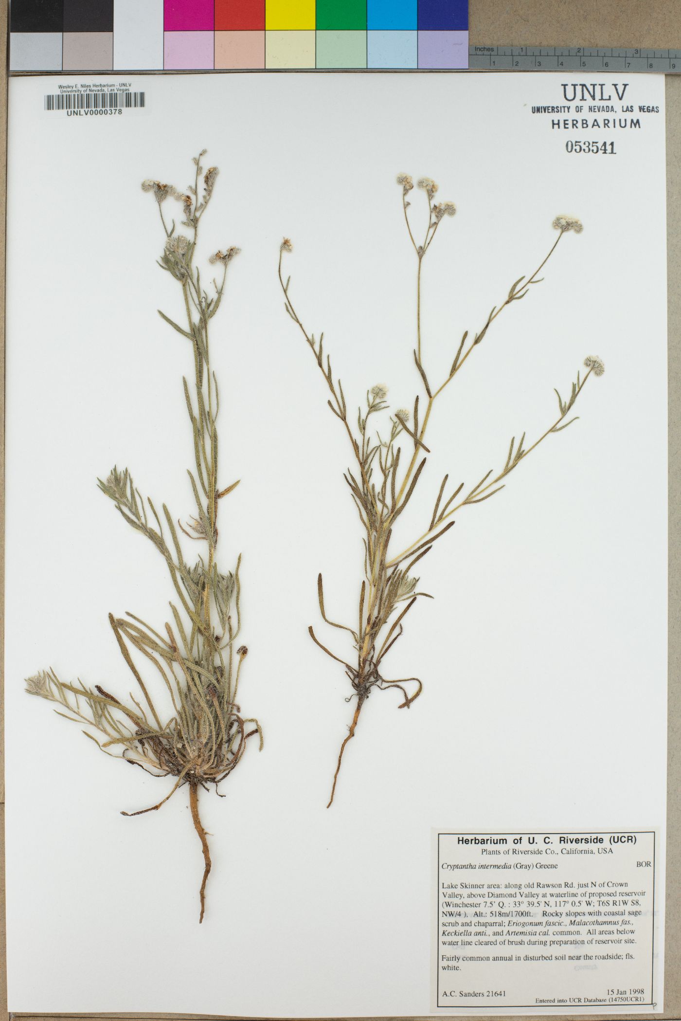 Cryptantha intermedia image