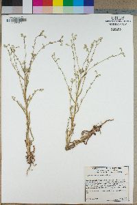 Cryptantha microstachys image