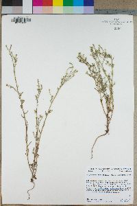 Cryptantha microstachys image