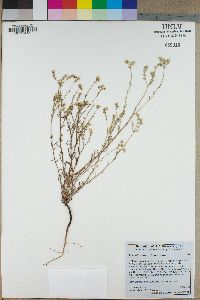 Cryptantha mohavensis image