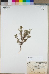 Cryptantha maritima image