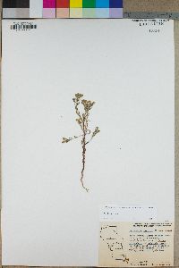 Cryptantha maritima image