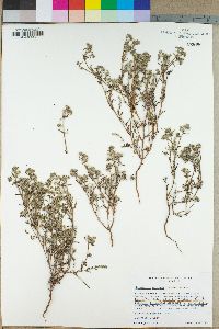 Cryptantha maritima image