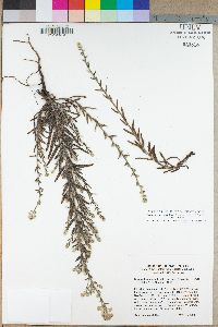 Cryptantha muricata var. muricata image