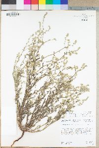 Cryptantha muricata image