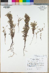 Cryptantha muricata image