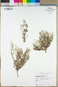 Cryptantha nemaclada image