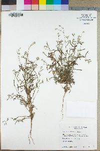 Cryptantha nemaclada image