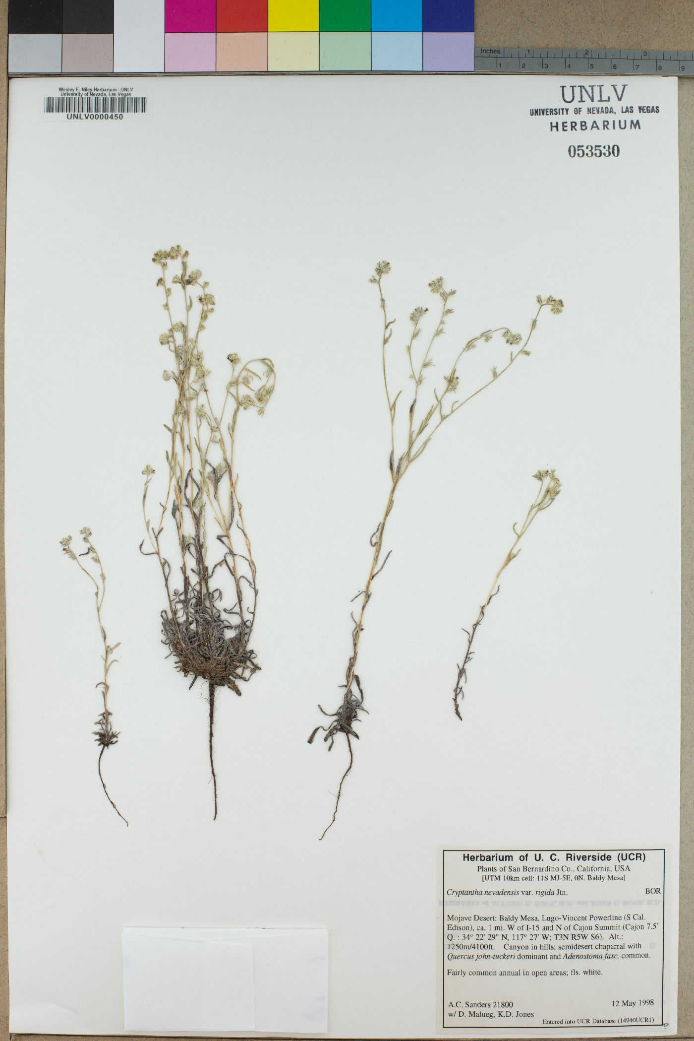 Cryptantha juniperensis image