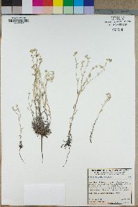 Cryptantha juniperensis image