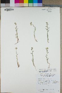 Cryptantha pterocarya image