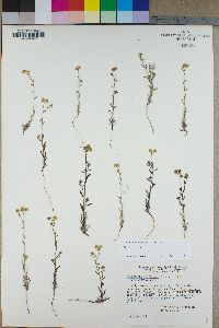 Cryptantha pterocarya image