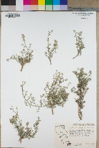 Johnstonella racemosa image