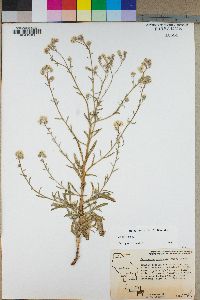 Cryptantha utahensis image