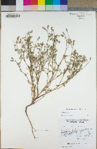 Cryptantha utahensis image