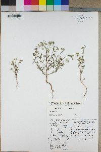 Cryptantha utahensis image